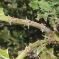 Acanthus ilicifolius L.
